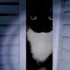 Стикер 10 Uni Cat