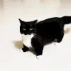Стикер 7 Uni Cat