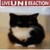 Стикер 3 Uni Cat