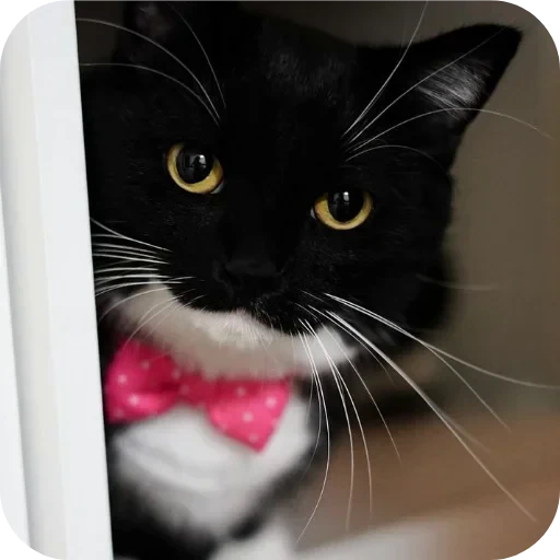 🐱 Стикер «Объединенный стикерпак Unico» для Telegram