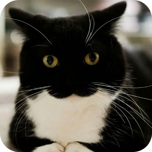 🐱 Стикер «Объединенный стикерпак Unico» для Telegram