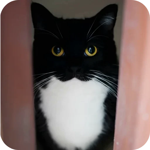 🐱 Стикер «Объединенный стикерпак Unico» для Telegram