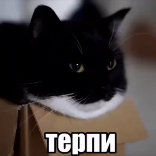 🤩 Стикер «Объединенный стикерпак Unico» для Telegram