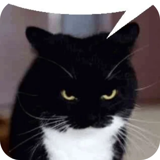 🐱 Стикер «Объединенный стикерпак Unico» для Telegram