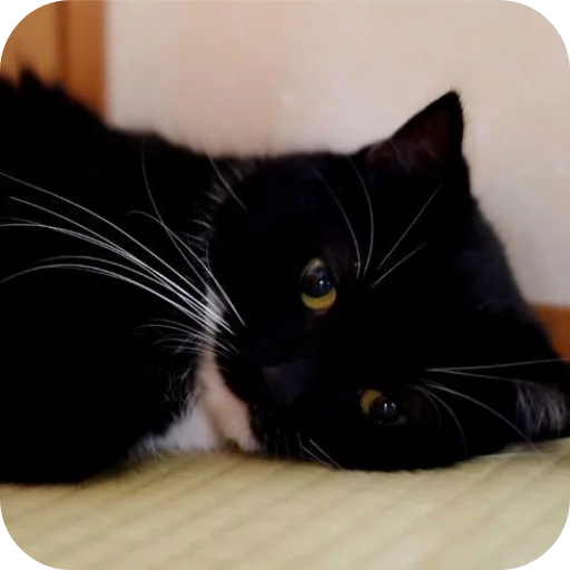 🐱 Стикер «Объединенный стикерпак Unico» для Telegram