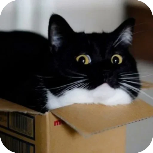 🐱 Стикер «Объединенный стикерпак Unico» для Telegram