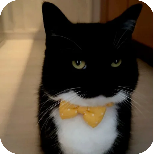 🐱 Стикер «Объединенный стикерпак Unico» для Telegram