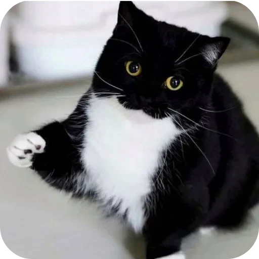 🐱 Стикер «Объединенный стикерпак Unico» для Telegram