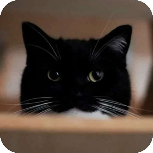 🐱 Стикер «Объединенный стикерпак Unico» для Telegram