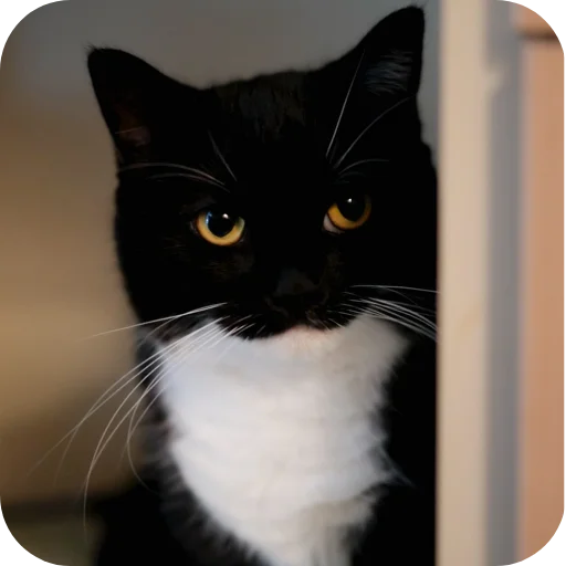🐱 Стикер «Объединенный стикерпак Unico» для Telegram