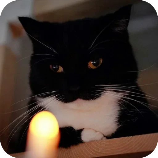 😔 Стикер «Объединенный стикерпак Unico» для Telegram