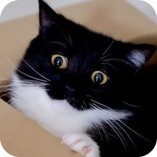 🐱 Стикер «Объединенный стикерпак Unico» для Telegram