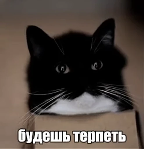 🌟 Стикер «Объединенный стикерпак Unico» для Telegram