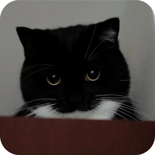 🐱 Стикер «Объединенный стикерпак Unico» для Telegram