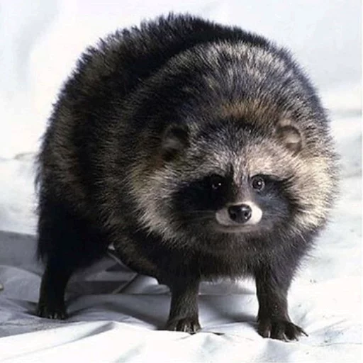 😒 Стикер «Uprt Animals» для Telegram