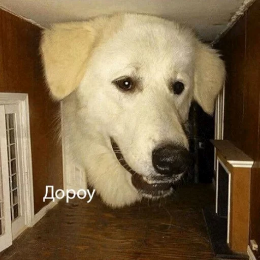 😁 Стикер «Uprt Animals» для Telegram