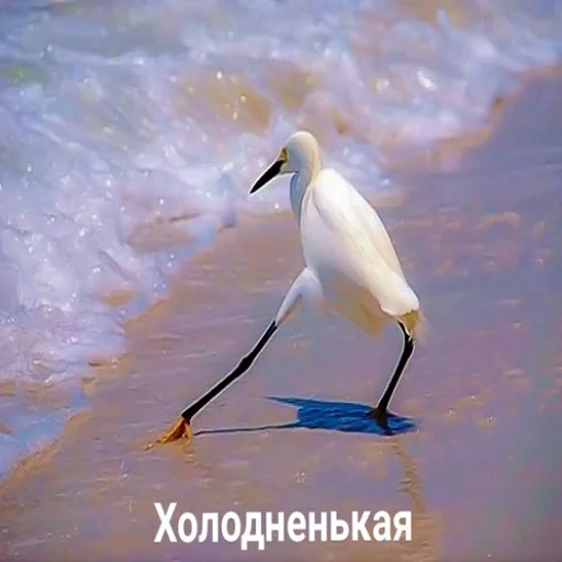 😌 Стикер «Uprt Animals» для Telegram