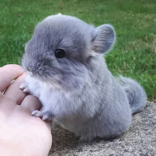 😃 Стикер «Uprt Animals» для Telegram