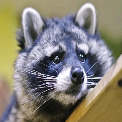Стикерпак Uprt Animals для Telegram