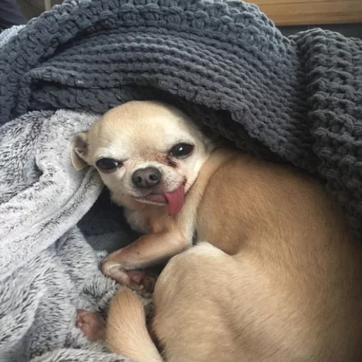 😛 Стикер «Uprt Animals» для Telegram