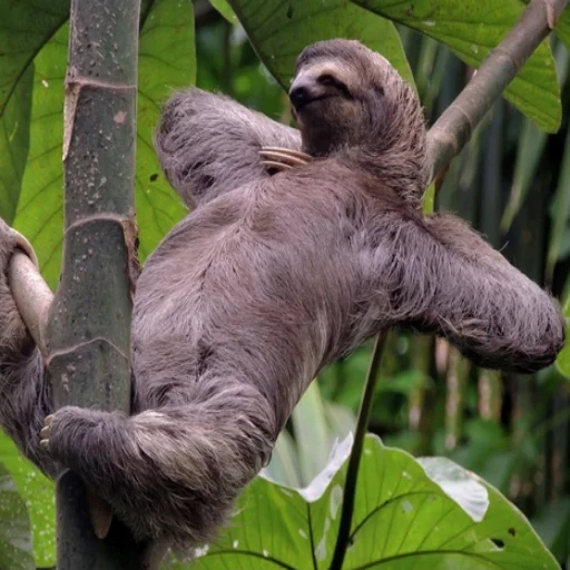 😉 Стикер «Uprt Animals» для Telegram