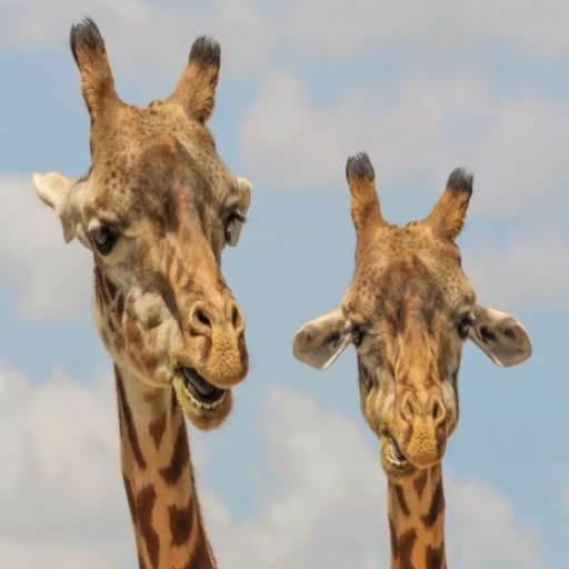 😜 Стикер «Uprt Animals» для Telegram
