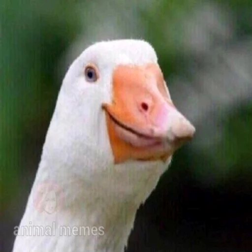 😝 Стикер «Uprt Animals» для Telegram