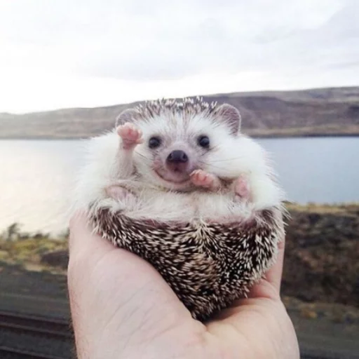😝 Стикер «Uprt Animals» для Telegram