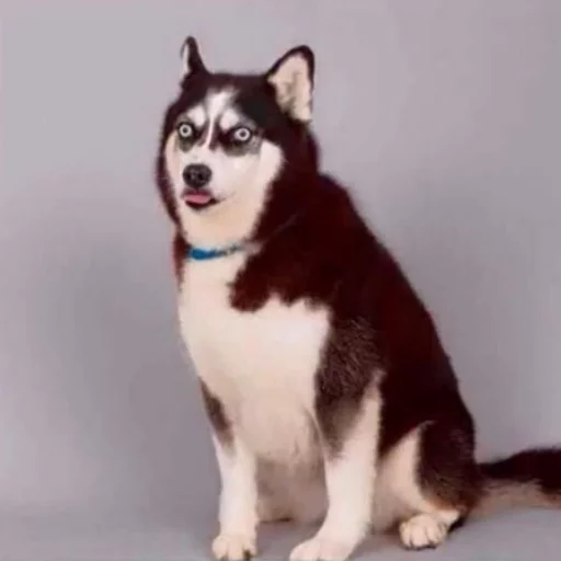 😁 Стикер «Uprt Animals» для Telegram
