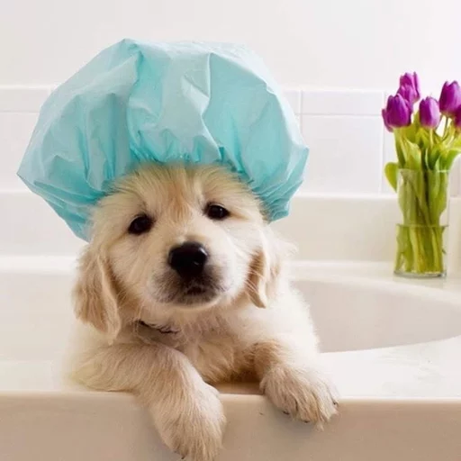 😃 Стикер «Uprt Animals» для Telegram