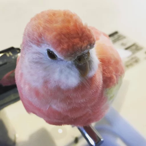 😁 Стикер «Uprt Animals» для Telegram