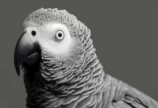 😆 Стикер «Uprt Animals» для Telegram