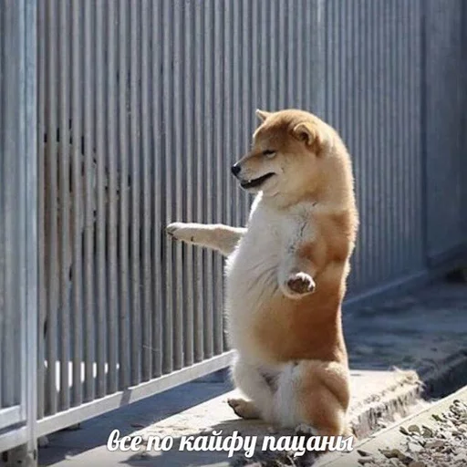 😁 Стикер «Uprt Animals» для Telegram