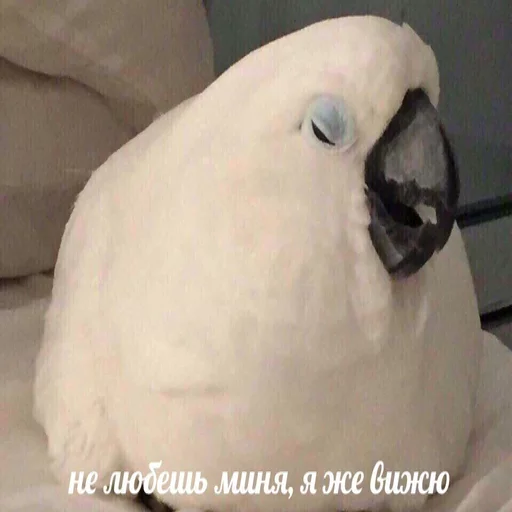 😁 Стикер «Uprt Animals» для Telegram