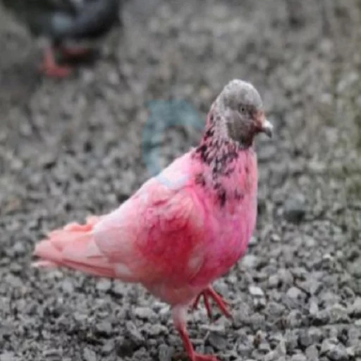 😡 Стикер «Uprt Animals» для Telegram