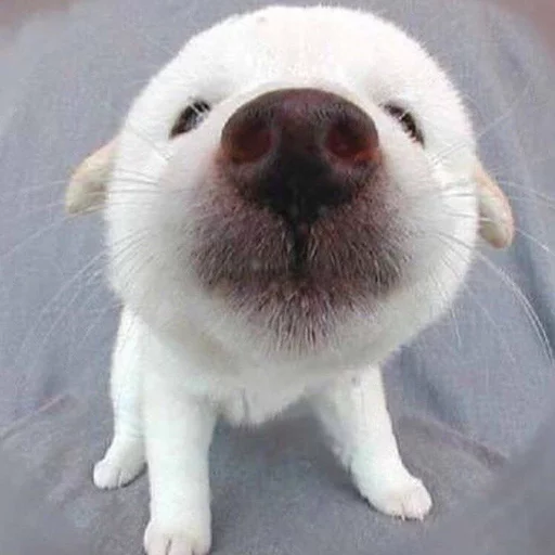 😍 Стикер «Uprt Animals» для Telegram