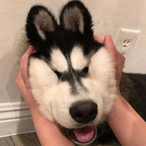 😁 Стикер «Uprt Animals» для Telegram