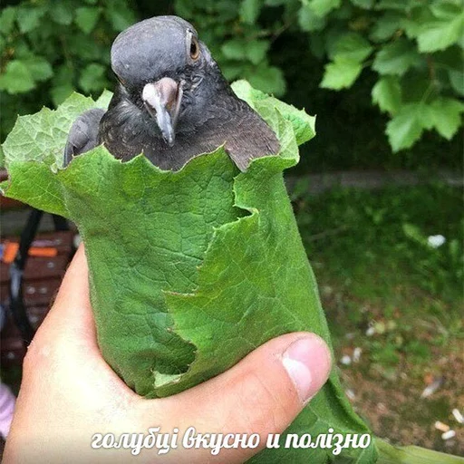 😄 Стикер «Uprt Animals» для Telegram