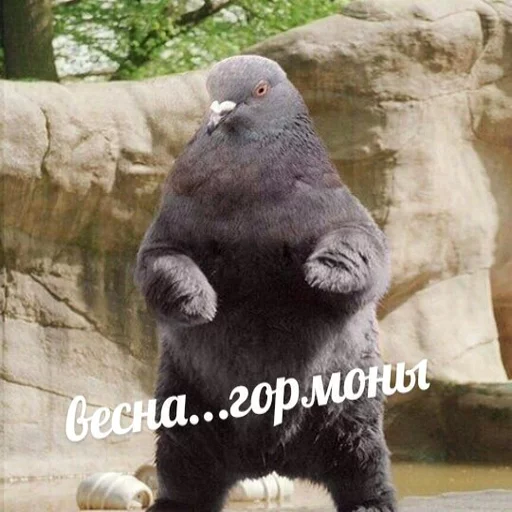 😆 Стикер «Uprt Animals» для Telegram