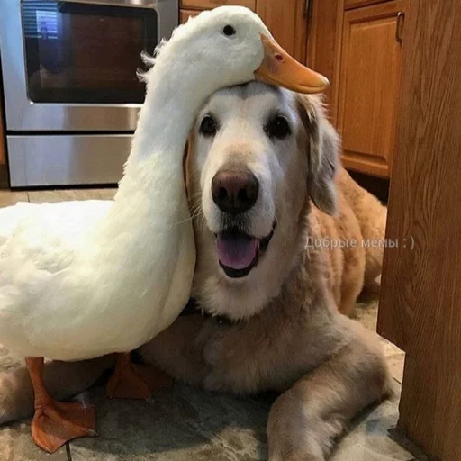 😅 Стикер «Uprt Animals» для Telegram