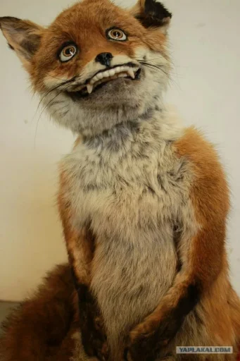 😋 Стикер «Fox» для Telegram