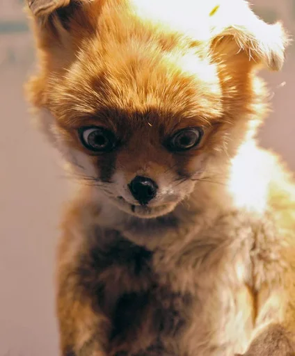 🧐 Стикер «Fox» для Telegram