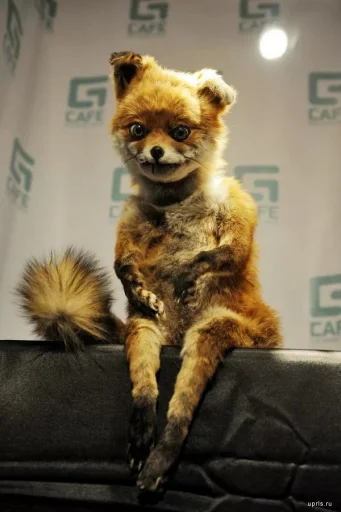 😊 Стикер «Fox» для Telegram