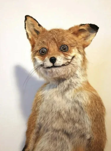 Стикерпак Fox для Telegram