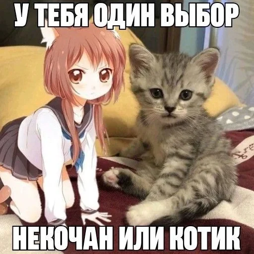 😹 Стикер «Котик плачет» для Telegram