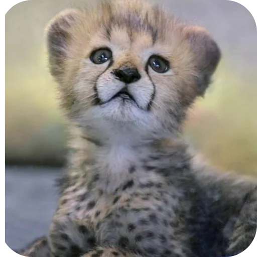 🐱 Стикер «Животинки» для Telegram