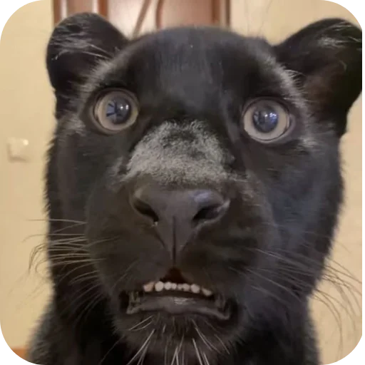 🐱 Стикер «Животинки» для Telegram