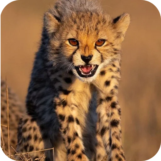 🐱 Стикер «Животинки» для Telegram