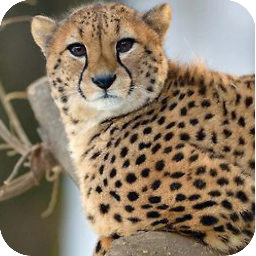 🦁 Стикер «Животинки» для Telegram