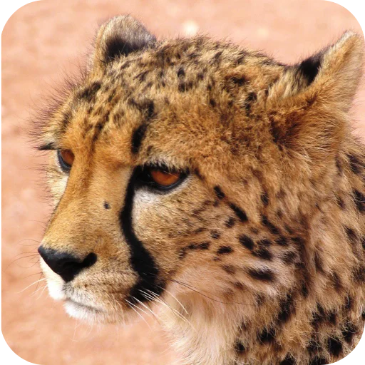 🐱 Стикер «Животинки» для Telegram